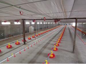 China Broiler Automatic Pan Feeding System 2.2KW Automatic Water System For Chickens on sale