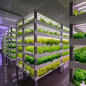 Wholesale Multi-Span Container Greenhouse JX-CG-12 for Leafy Vegetables within Your Budget from china suppliers