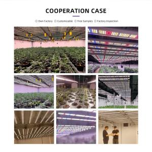 ANDY 1000W 4×6ft LM281B Dimmable Greenhouse 10 Bar LED Grow Light Full Spectrum