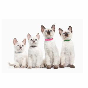 6 PCS Spots Breakaway Cat Collar With Bell , Adjustable Cat Collar Fit Kitty