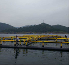 Diameter 10-40m Floating Cage Fish Farming DN250-DN400