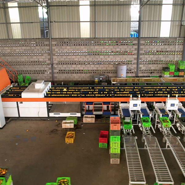 Up To 12 Tons High Output Orange Sorting Machine With Multiple Lanes And Grading