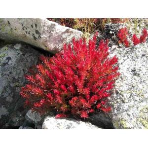 Wholesale Rhodiola Rosea Extract Salidroside powder Rosavin powder--Rhodiola rosea L from china suppliers