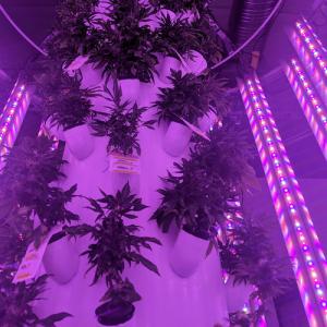 RedFarm Dual Side 240W 8ft Supplemental LED Lighting Vertical Tower