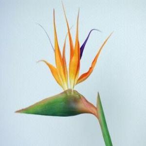 Real Touch PU Bird of Paradise ,