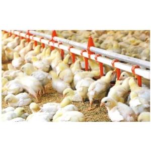 Drinking System Fully Automatic Poultry Drinker , Broiler Chicken Drinker