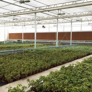 Large Multi-Span Greenhouse with Modern Aluminium Structure and Hydroponics