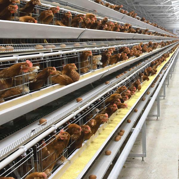 H Type 3 Tiers 4 Tiers Battery Cage For Layer Chicken 45 * 60 * 41cm