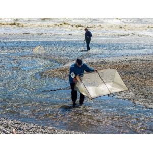 10meshx10mesh Alloy Whitebait Mesh For Repairing Whitebait Nets Or Making Screens