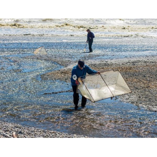 Quality 10meshx10mesh Alloy Whitebait Mesh For Repairing Whitebait Nets Or Making Screens for sale