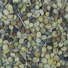 Intelligent Algorithm Soybean Sorting Machine 220V 50HZ