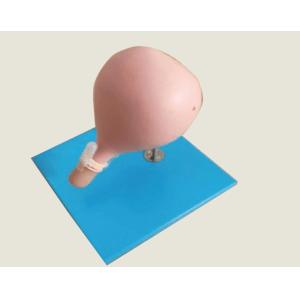 Wholesale Circumcision Cervical Model Gynecologic Simulator For Cerclage Training from china suppliers