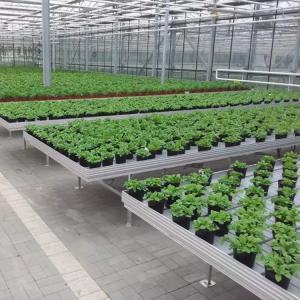 Movable Greenhouse Rolling Benches Breeding Nursery Seedling Size Customized
