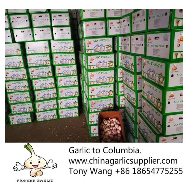 Quality 2019 China garlic to Columbia. new crop with good price. for sale