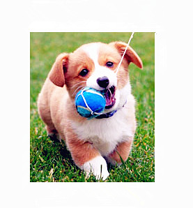 China spring dog collar taylor hill the perfect plastic backgrounds on sale