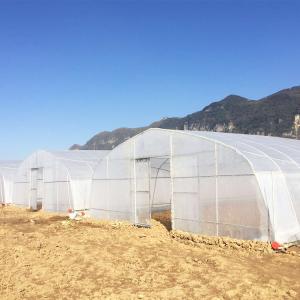 Agriculture Single Span Hot Dip Galvanized Pipe Tunnel Plastic Greenhouse For