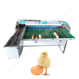 Chicken Egg Sorting Machine Automatic Egg Sorting Machine 4000-10000 Pcs