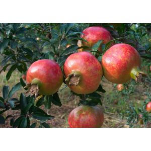 40% Ellagic Acid Punica granatum Pomegranate Shell Powder--Punica granatum L.