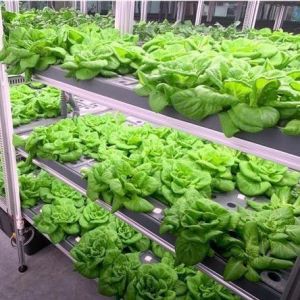 Shipping Container Vertical Farming with Commercial Greenhouse and Multi-Span