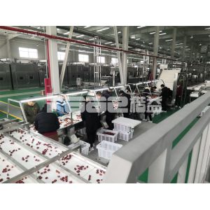 Hot Dehydrator Food Drying Machine To Make Dried Fruit Conveyor Belt Dryer Fish