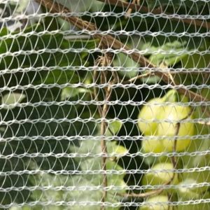Customized HDPE Plastic Nets Anti-Hail Netting Vegetable Hail Protection Netting