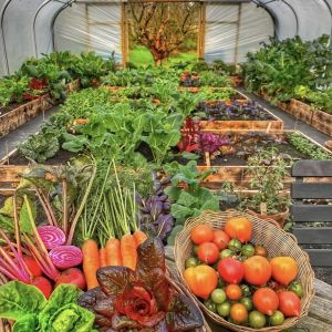 Tunnel Greenhouse Cocopeat Growing System for Tomatoes and Strawberries Fast