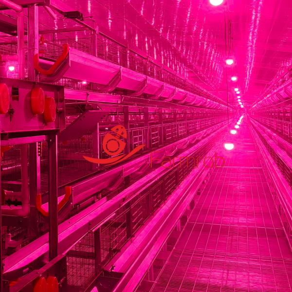 High Resource Utilization Layer Chicken Cage System Efficient Feed and Water