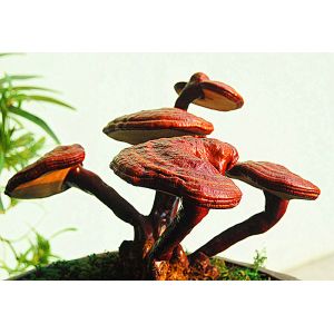 high quality Ganoderma lucidum Extract/ Reishi Extract/Reishi Mushroom Extract