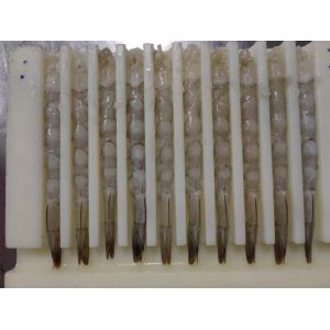 Capacity 15000pcs/H Automatic Tempura Machine And Automatic NOBASHI Machine