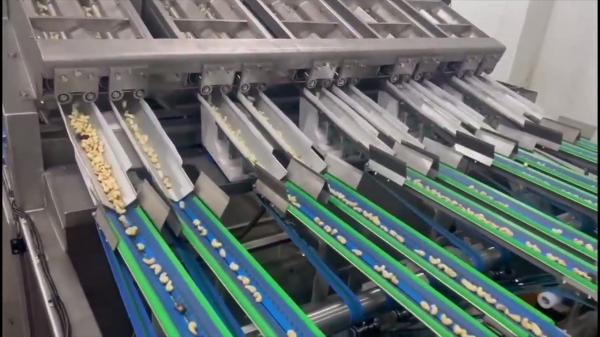 AI Powered Cashew Sorting Machine Deep Learning Technology with 12 Lanes+12