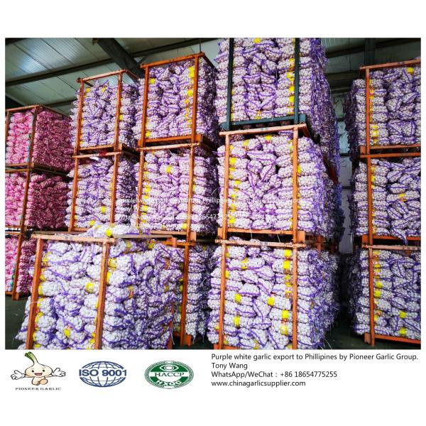 Quality Garlic to Philippines with mesh bag for sale
