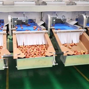 Optimal Size Sorting 1.4 Tons Per Hour 6-Lane Palm Dates Sorting Machine