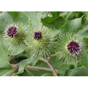 Arctiin Extract, 40% HPLC, high quality, treat cancer,fight against acne,