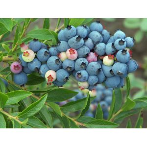 Natural Anthocyanidins Bilberry Fruit Extract--Vaccinium Myrtillus L.