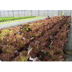 Eco Friendly NFT Hydroponic System Water Saving With Automated Management