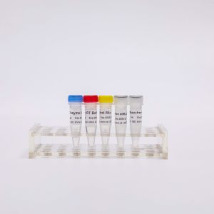 R1031 GDSBio RT PCR Mix For QPCR Premixed Reverse Transcriptase PCR Reagents