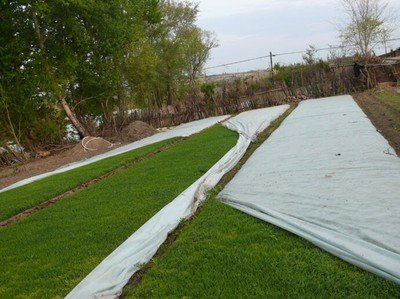 Nonwoven Plant Covers Protection Garden Crop Biodegradable