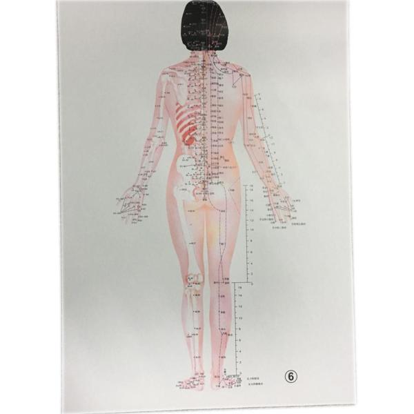 English Acupuncture Wall Chart 7PCS Per Set Human Acupuncture Chart