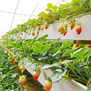 Strawberry NFT Hydroponics System Soilless Growing PVC Pipe / Channel For