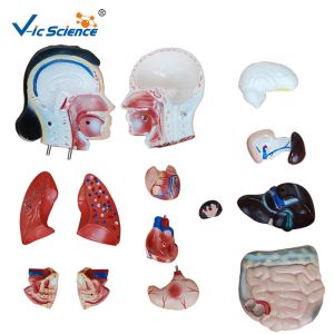 Teaching Hospital Precision Anatomical Torso Model 42cm Male Torso 3d 13 Parts