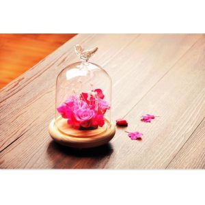 Wholesale glass dome for display decorations with base wood from china suppliers