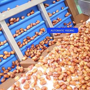 Advanced Size Division 2.0 Tons Per Hour 8-Lane Palm Dates Sorting Machine