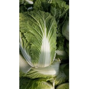 China Good Taste Organic Chinese Cabbage Rich In Vitamin C No Fleck Scar on sale