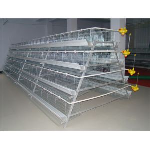 96-160 Birds A Type Poultry Cage Full Automatic High Rearing Efficiency