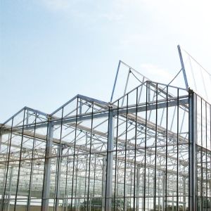 Wholesale Galvanized Steel Frame Multi Span Venlo Glass Greenhouse Large Automatic from china suppliers