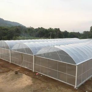 Large Multi-Span PE Greenhouse 50-100m Length 7-10m Width