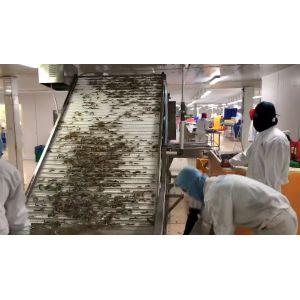 Seafood Processing Shrimp Grading Machine 6000x3200x2200mm Stable