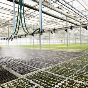 Wheat Greenhouse Irrigation System / Black Polytunnel Irrigation Systems
