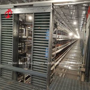 Customized Automatic Egg Collection Feeding Hopper System For 30,000 Chicken