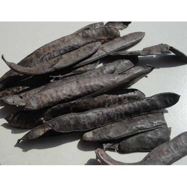 Quality Chinese Honeylocust Fruit extract / Gleditsia sinensis extract / Fructus gleditsiae extract for sale